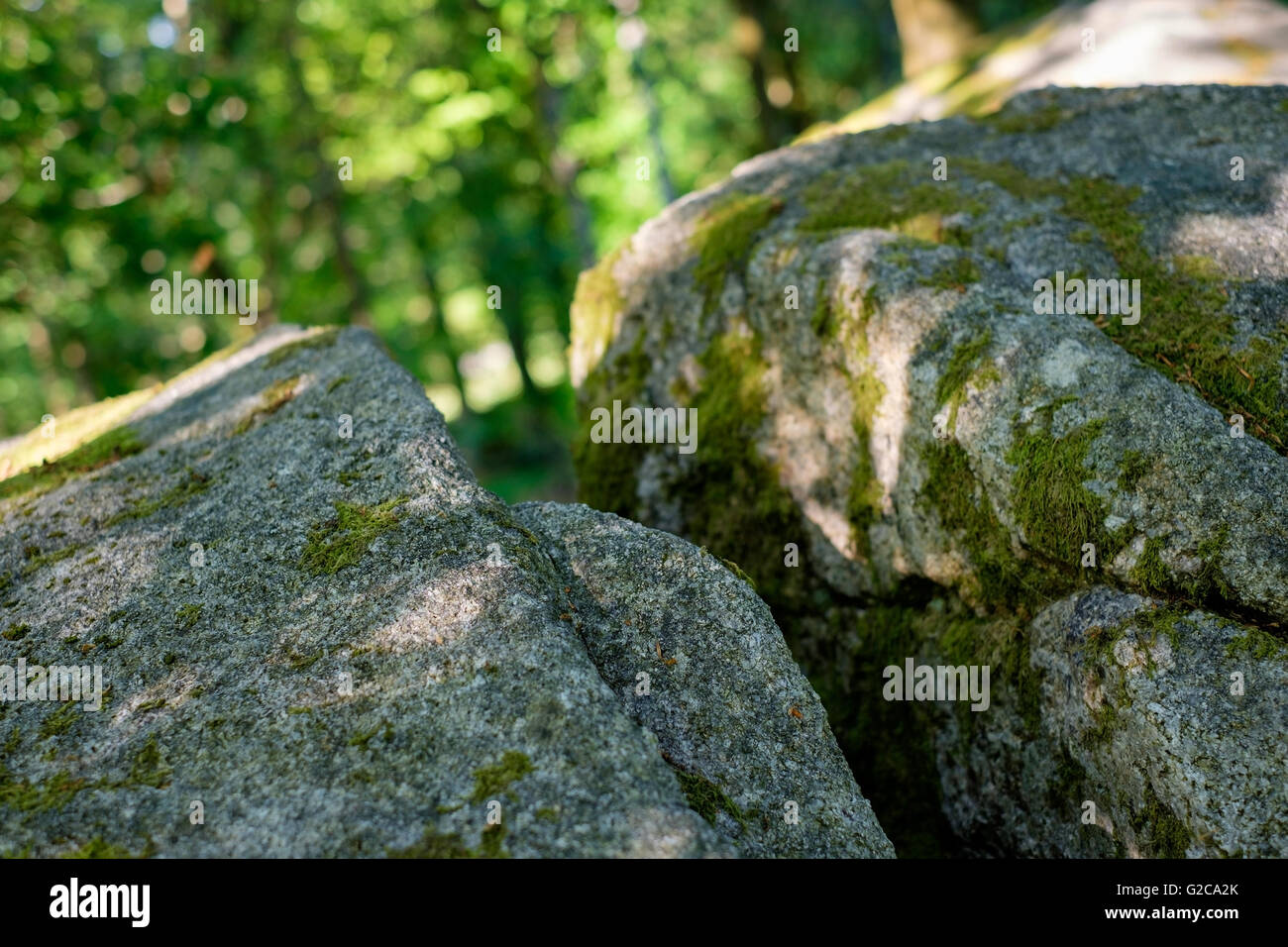 Ancient woodland and stones Stock Photo Alamy