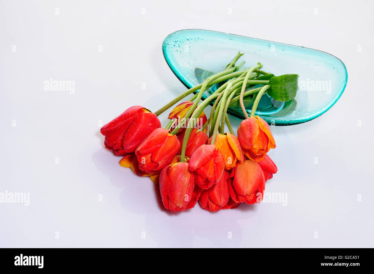 aroma, flower, fresh, open, reflection, stil life, spring, tulips, composition, beautiful, beauty, bloom, blossom, Stock Photo