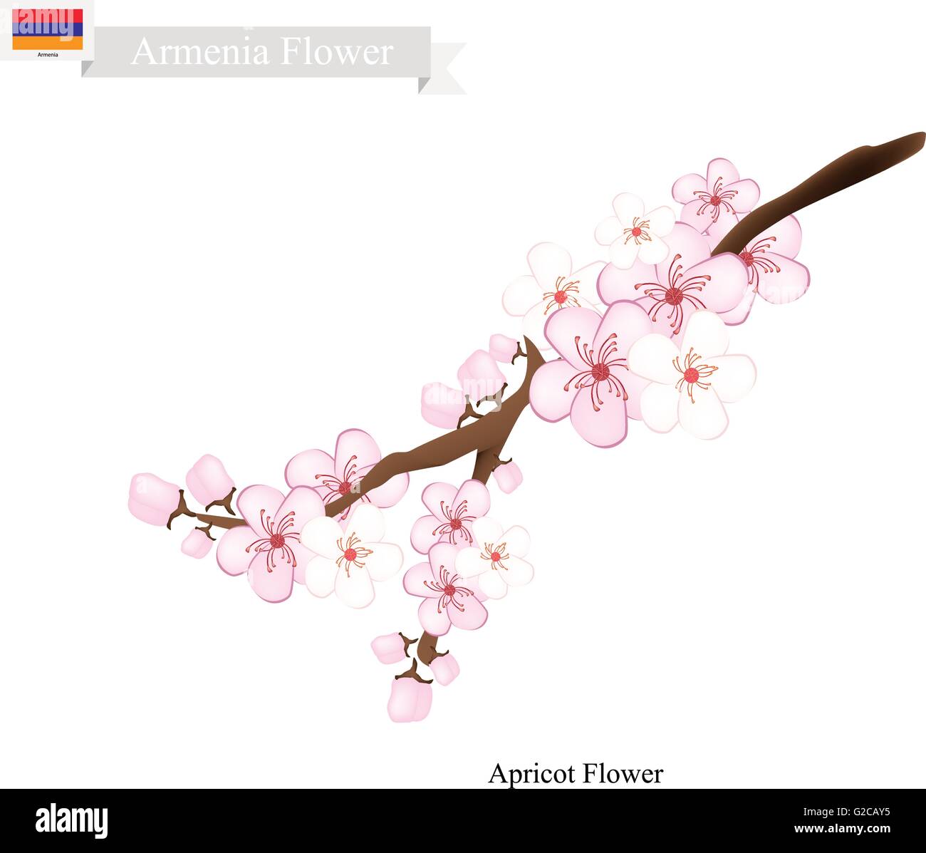 Armenia Flower, Illustration of Apricot Flower. One of Most Popular Flower in Armenia. Stock Vector