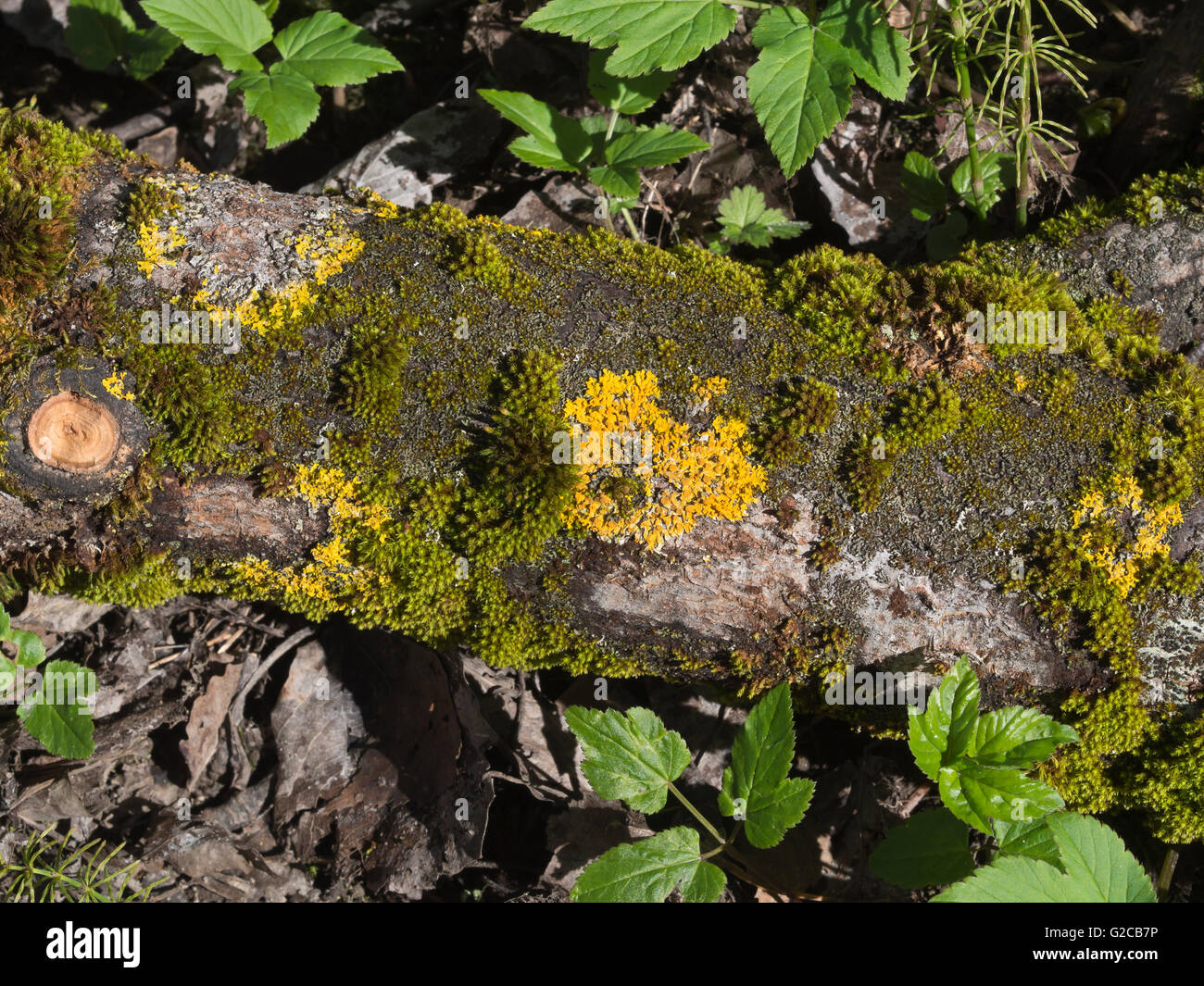 Yellow and brown lichen and moss on fallen tree trunk in a Norwegian forest Stock Photo