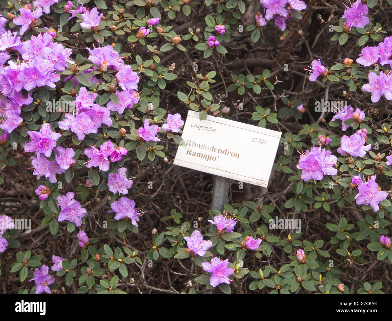 rhododendron ramapo, hybrid, small leaved, purple flowers, in the
