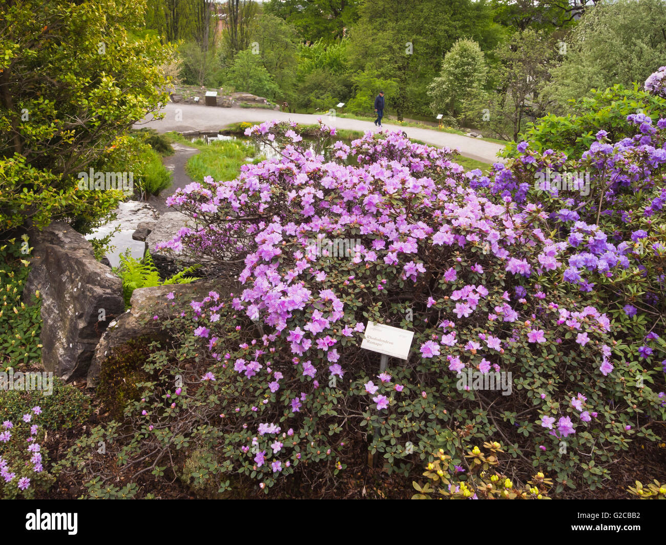 rhododendron ramapo, hybrid, small leaved, purple flowers, in the