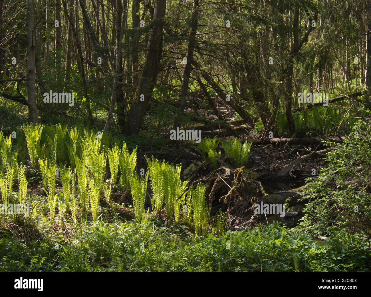 Sunlit fern or bracken, quiet stream in shadow of old trees, spring scenery from a forest in Oslo Norway Stock Photo
