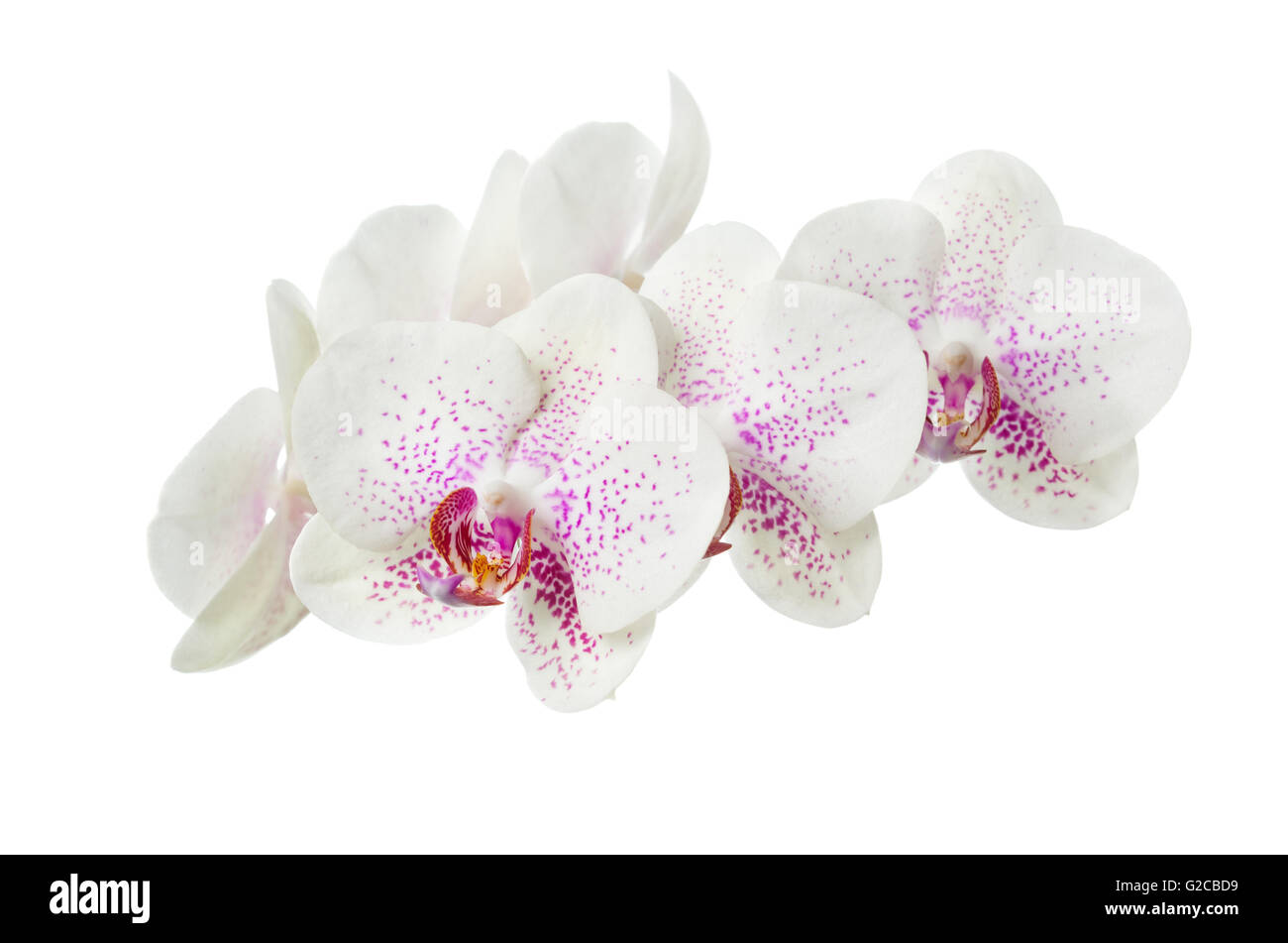 Blooming motley orchid isolated over white background Stock Photo