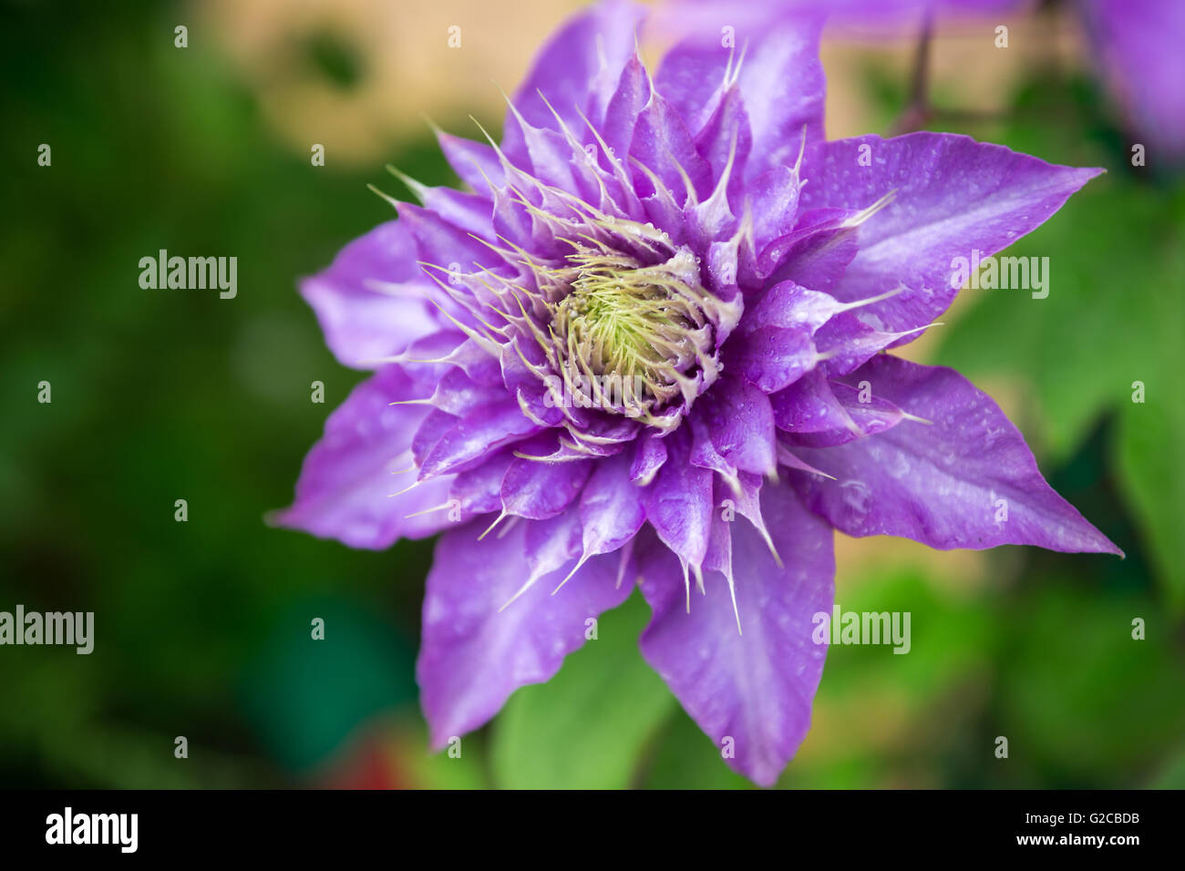 Close up photo of clematis purple flower Stock Photo