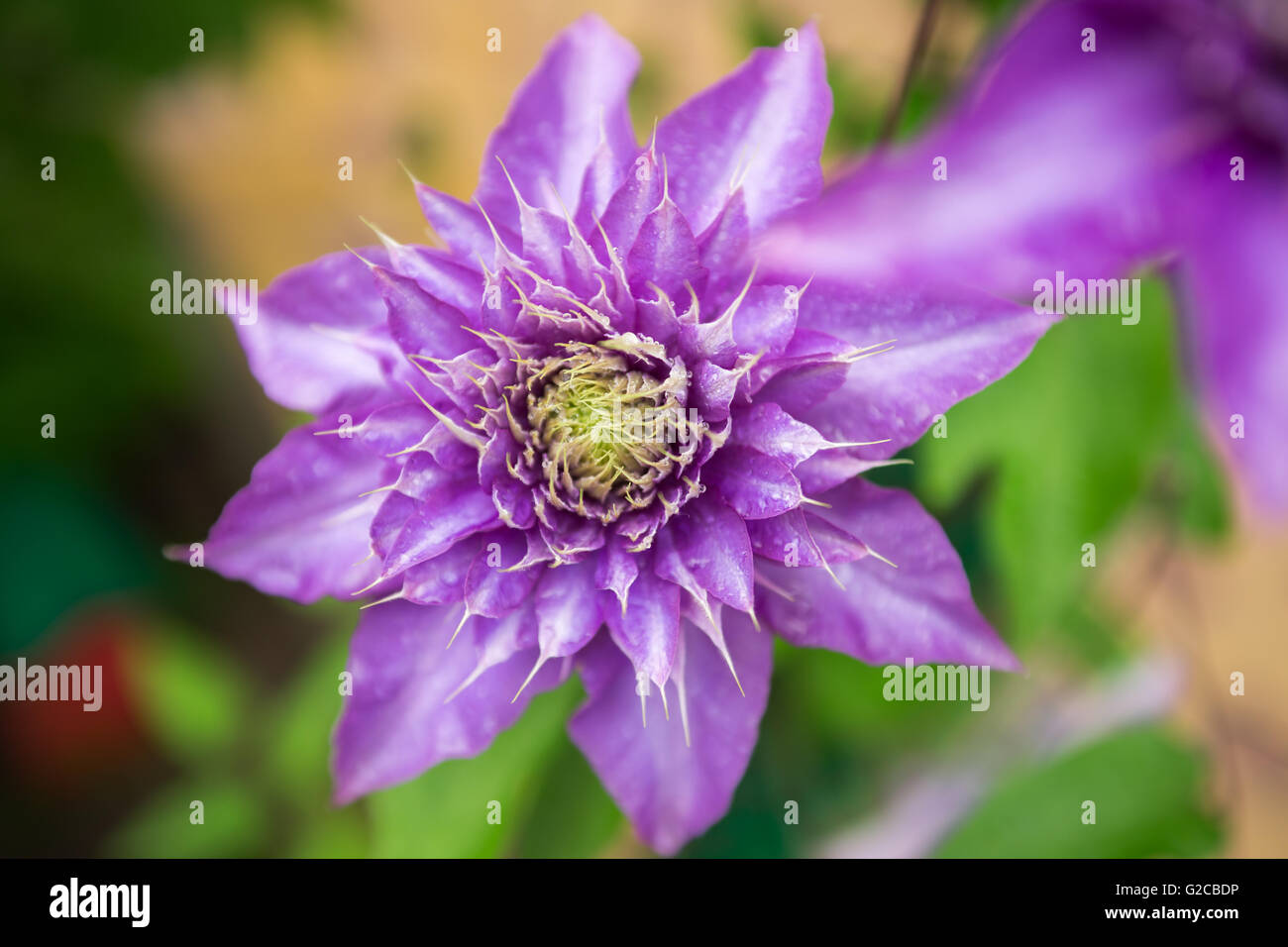 Close up photo of clematis purple flower Stock Photo