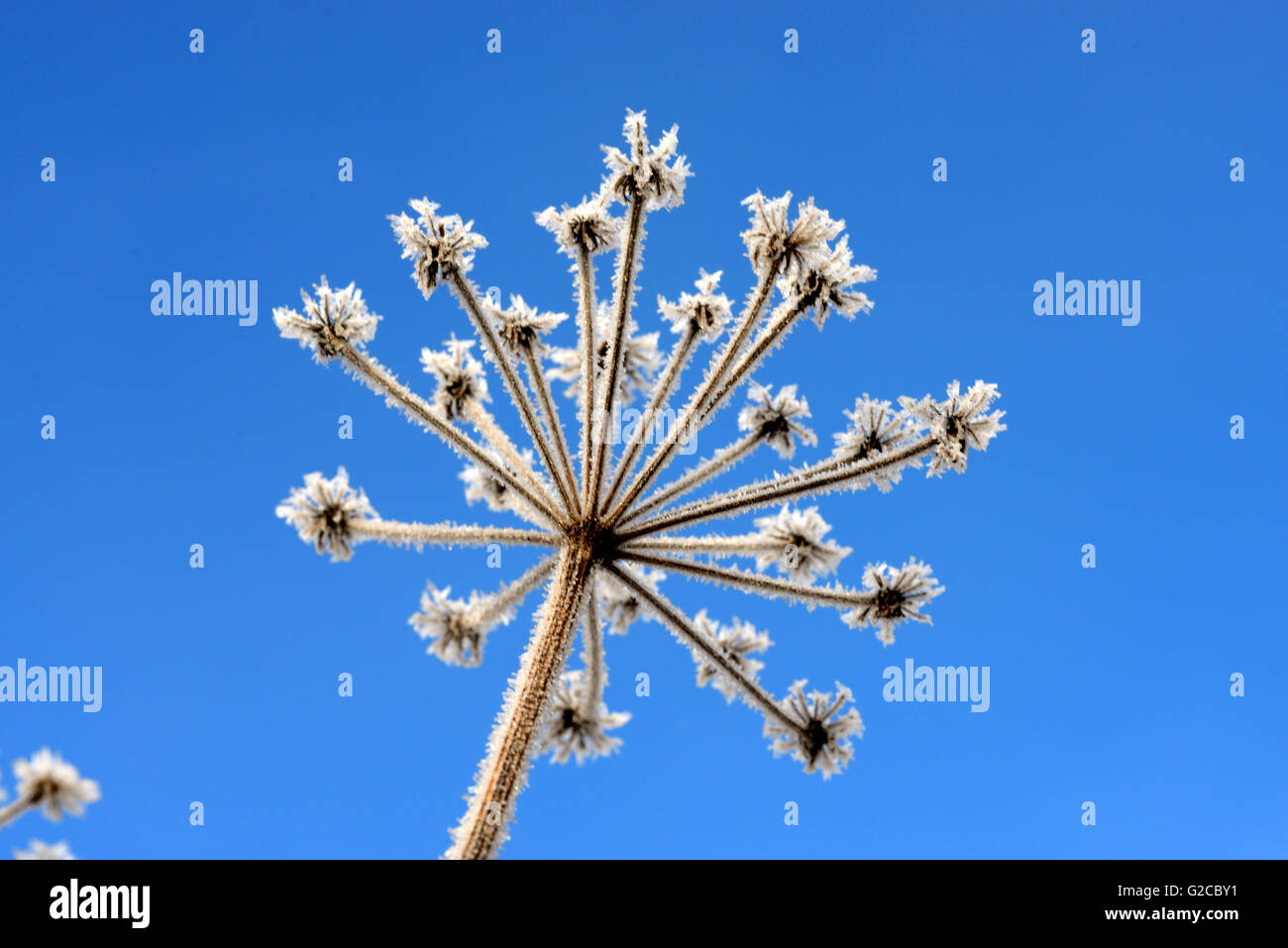 Frost-Covered Stalk Umbel or Umbellifer of Giant Hogweed Creating Frosty Pattern Against Blue Sky Stock Photo