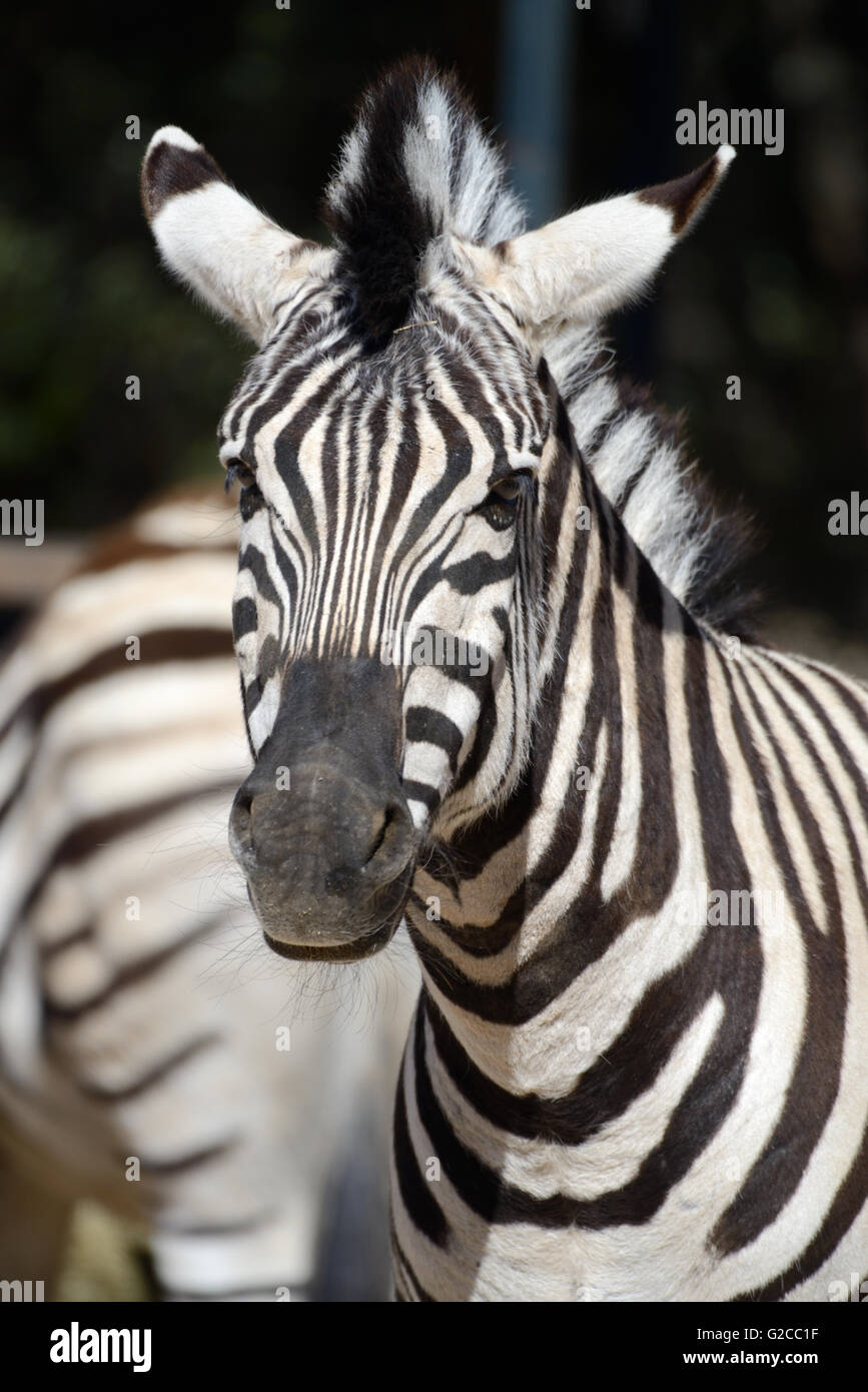Portrait of Burchell's Zebra (Equus quagga burchellii) Stock Photo