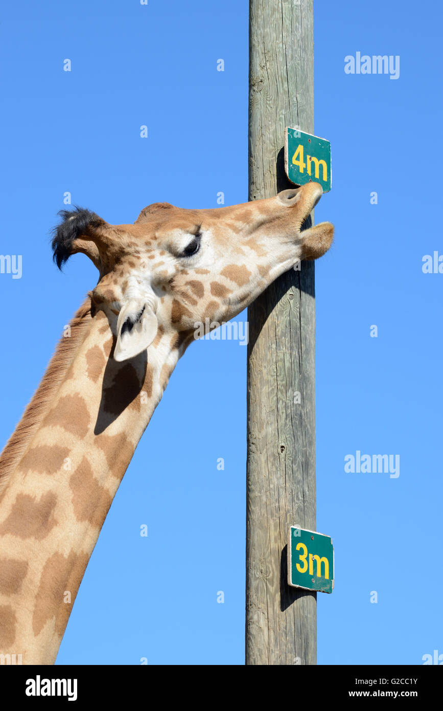 Neck and Measurement Pole Showing Height of a Reticulated Giraffe or Somali Giraffe (Giraffa camelopardalis reticulata) Stock Photo