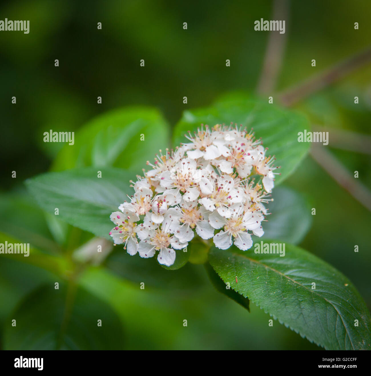 Meadow spirea hires stock photography and images Alamy