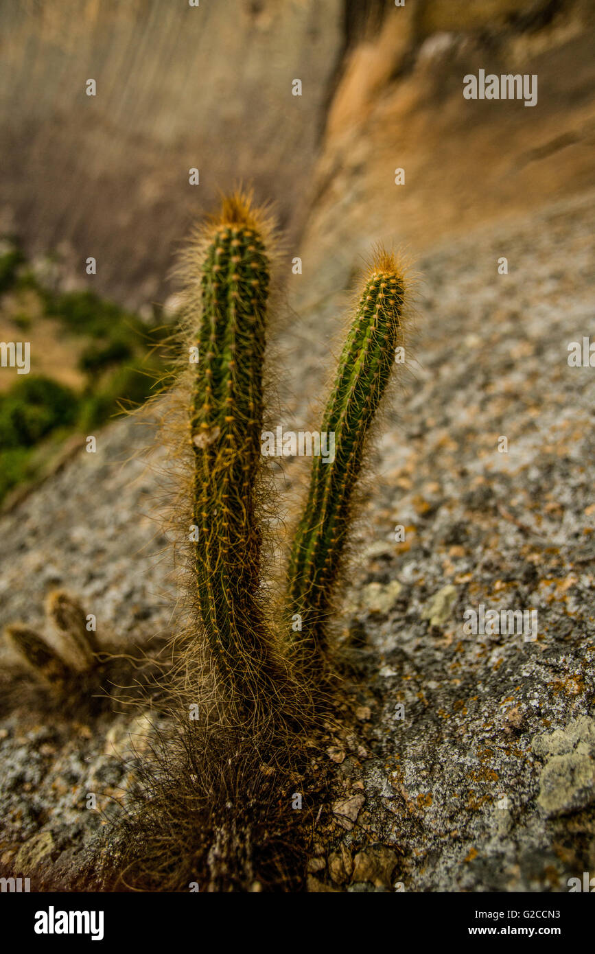 cactus typical from the Brazilian North east. Stock Photo