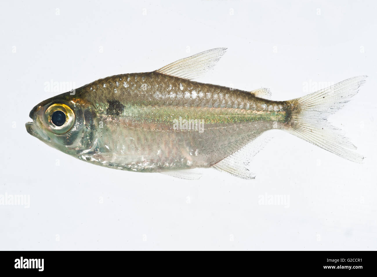 Freshwater fish from the Amazon Forest Stock Photo