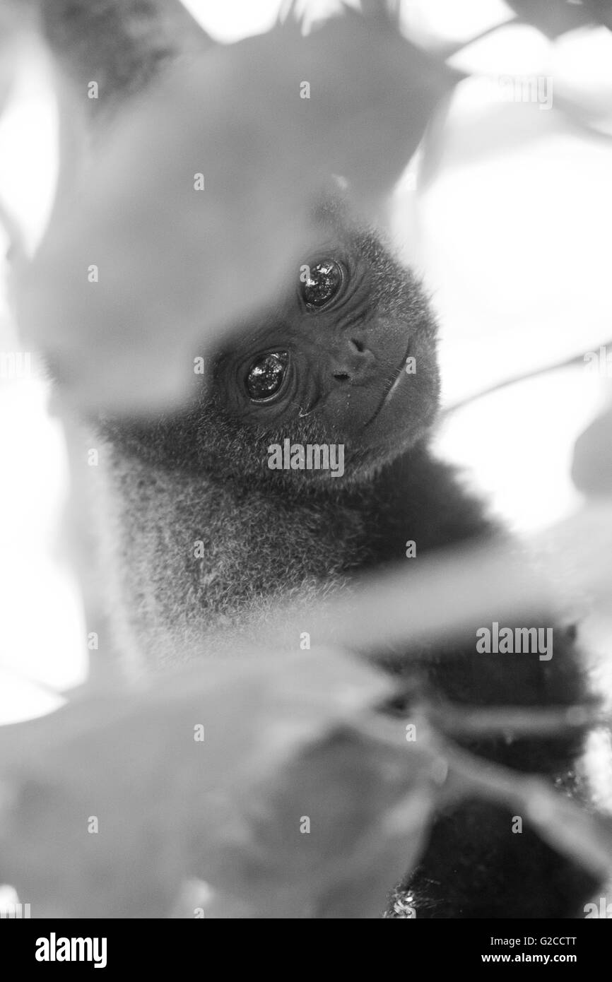 Baby wholly monkey. Stock Photo