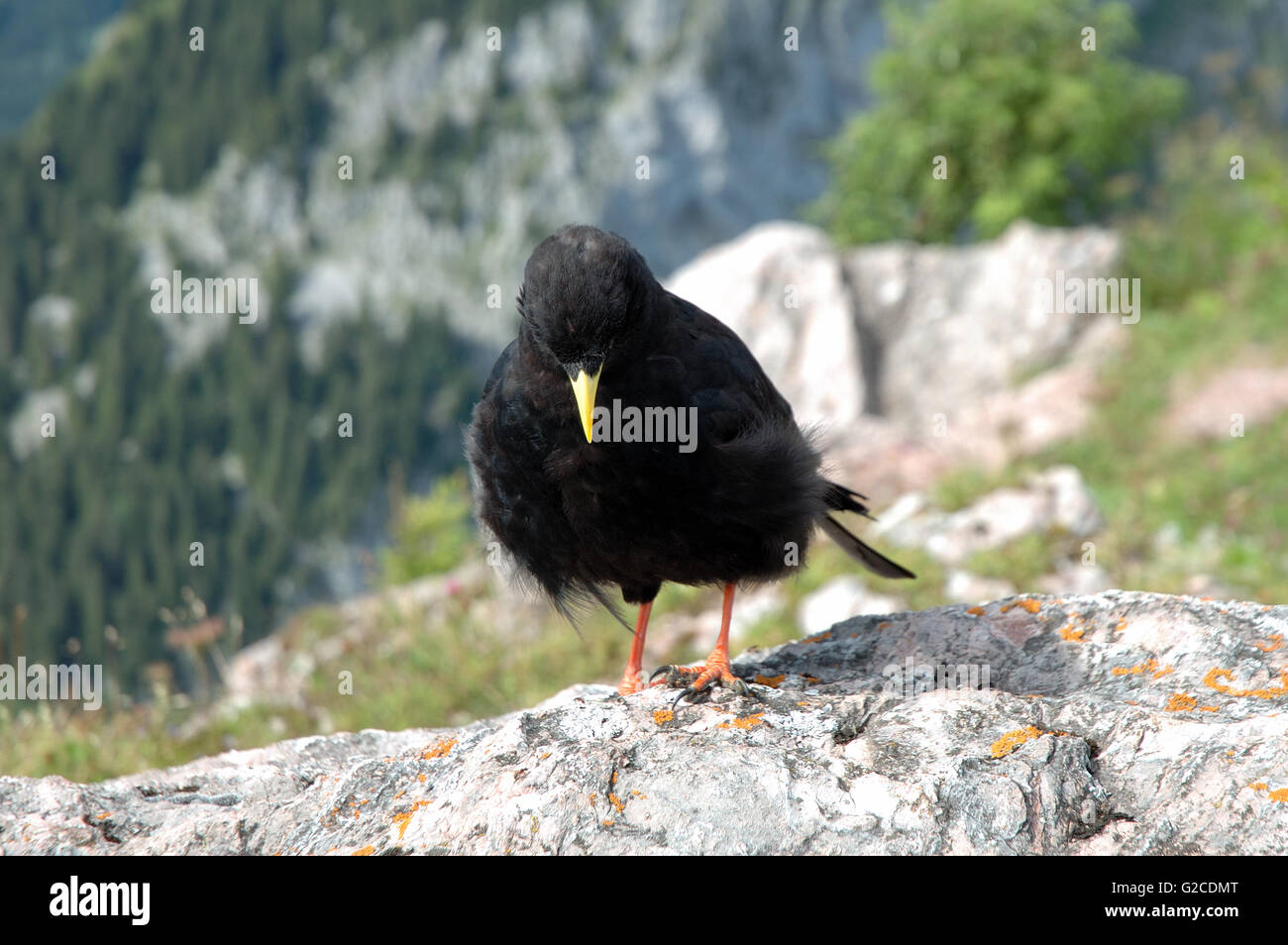 Black Alpine bird with yellow beak standing on rock Stock Photo