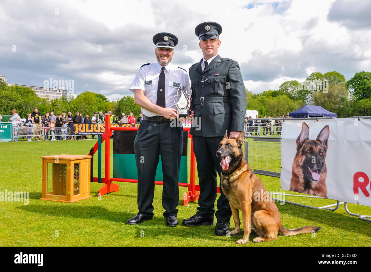 BELFAST, NORTHERN IRELAND. 22 MAY 2016 - PD Mike from the PSNI, with his handler Constable McCrea, is declared overall dog champion in the 56th UK National Police Dog Trials which took place in Belfast this weekend. Stock Photo