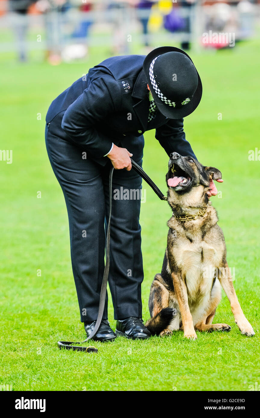 BELFAST, NORTHERN IRELAND. 22 MAY 2016: Dog handler PC Louise Bell from the London Metropolitan Police with her dog, MetPol Thames Annie, at the 56th National UK Police Dog Trials. Stock Photo