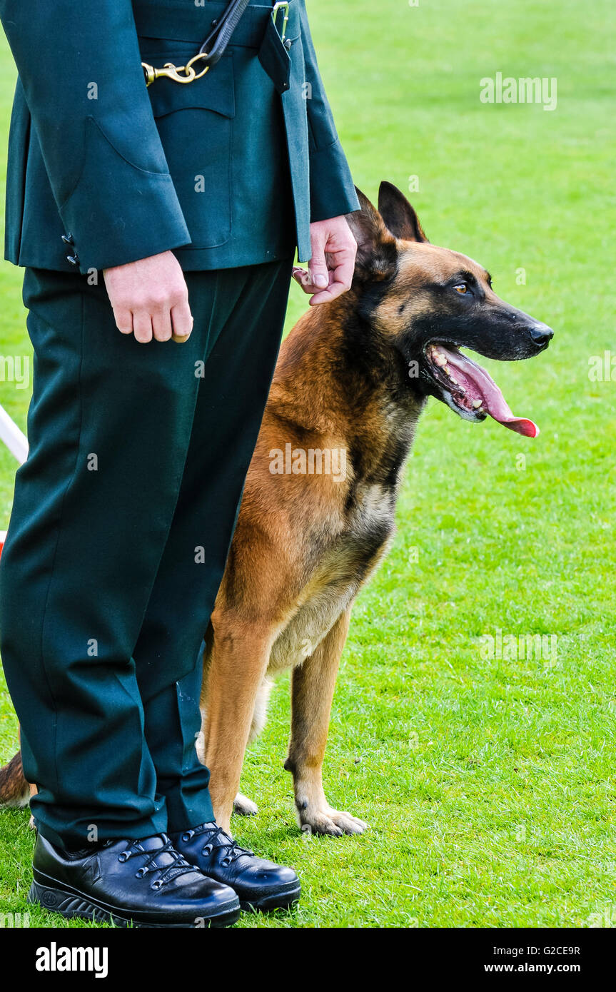 BELFAST, NORTHERN IRELAND. 22 MAY 2016: Police Dog Mike is put through his paces at the 56th National UK Police Dog Trials. Stock Photo