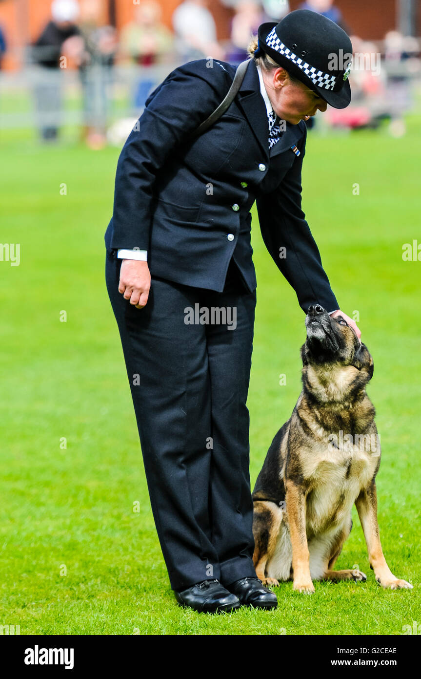 BELFAST, NORTHERN IRELAND. 22 MAY 2016: Dog handler PC Louise Bell from the London Metropolitan Police rewards her dog, MetPol Thames Annie, at the 56th National UK Police Dog Trials. Stock Photo