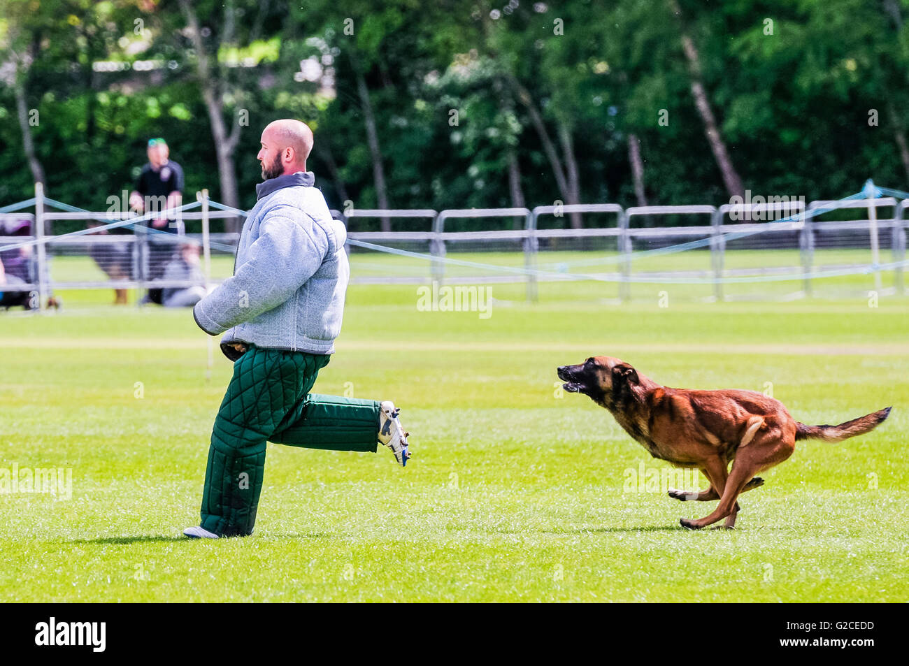 A police dog runs up to stop a man during attack dog training Stock Photo