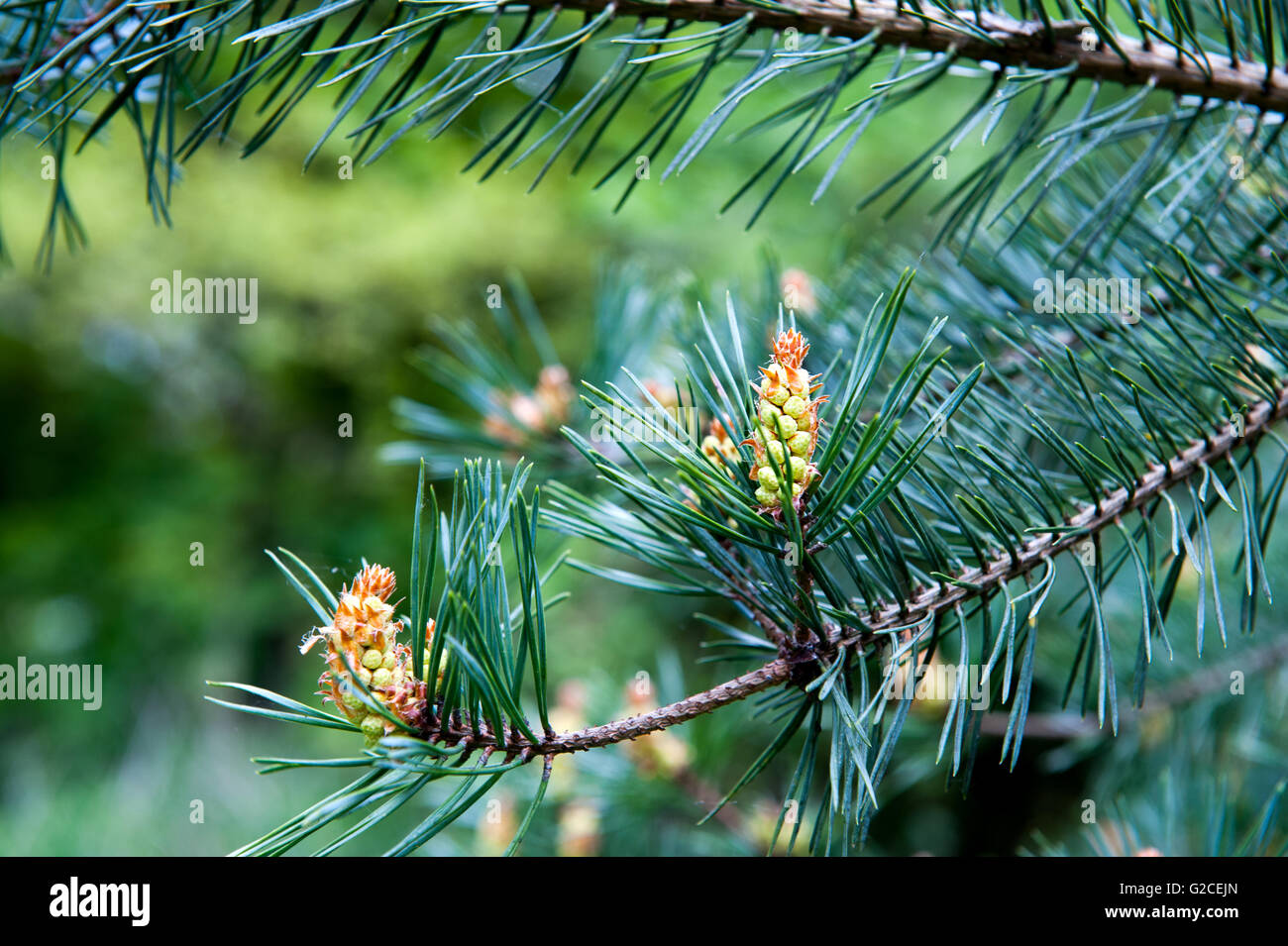 New cones on the pine tree, close-up Stock Photo
