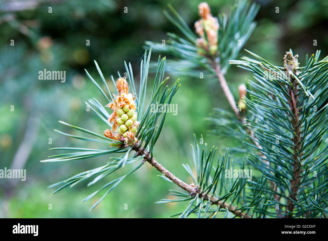 New growth on pine tree branches hi-res stock photography and images ...