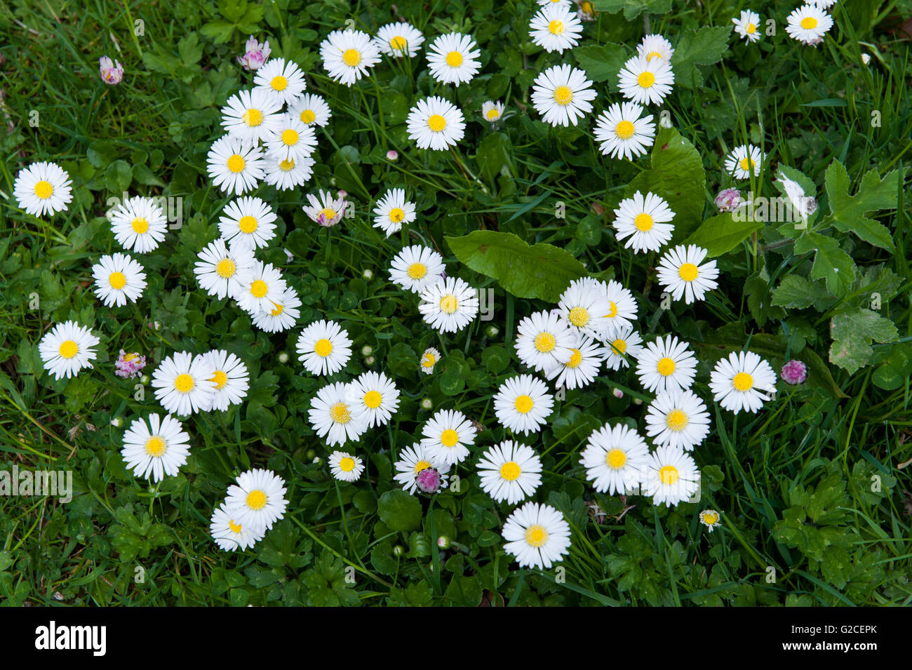 Natural background with common daisy, lawn daisy Stock Photo - Alamy