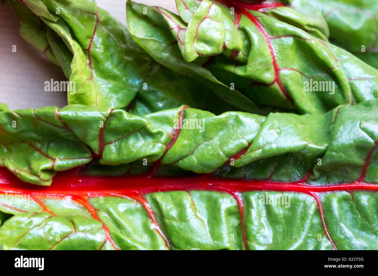 Leaf of Red -stemmed chard Stock Photo