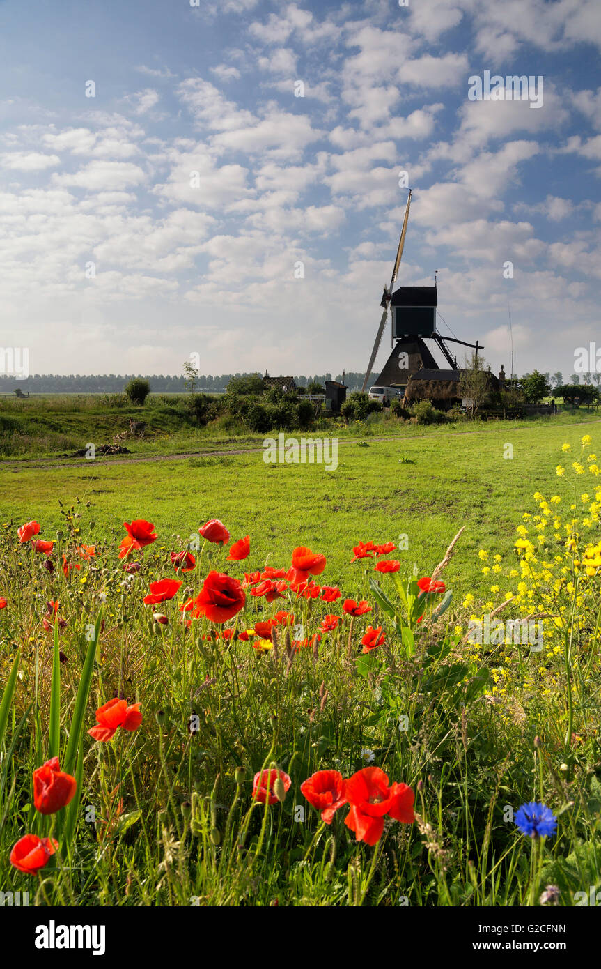 Fieldflowers in front of the Wingerdse mill near Oud-Alblas in the Dutch region Alblasserwaard Stock Photo