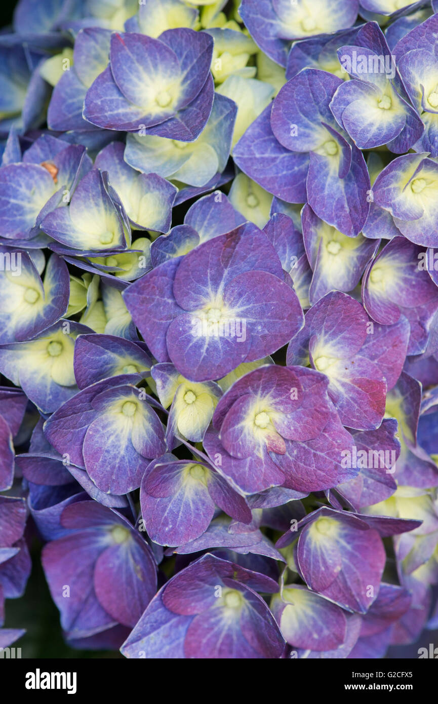 Blue evergreen hydrangea flowers hires stock photography and images Alamy