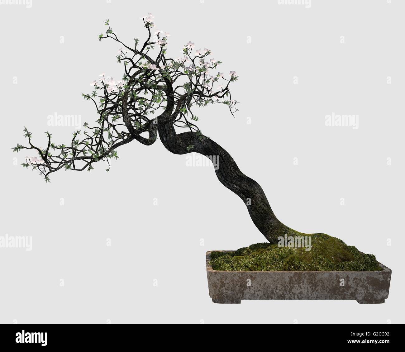 Illustration Bonsai Tree Isolated On White Stock Photo - Alamy