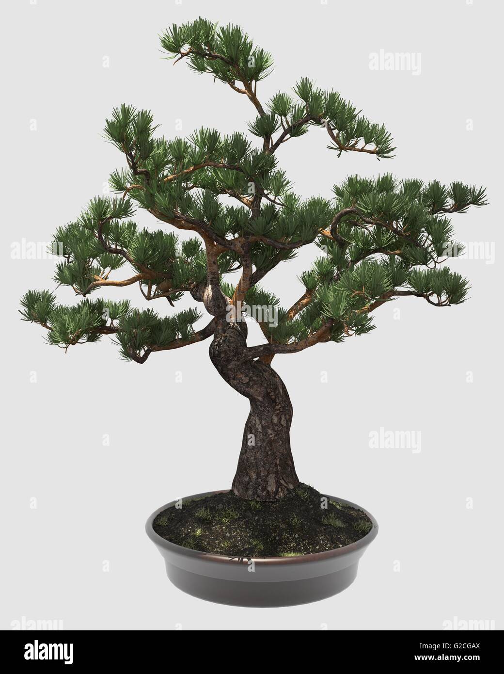 Illustration Bonsai Tree Isolated On White Stock Photo - Alamy