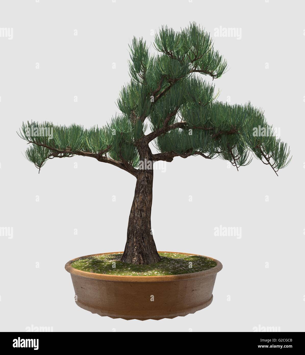 Illustration Bonsai Tree Isolated On White Stock Photo - Alamy