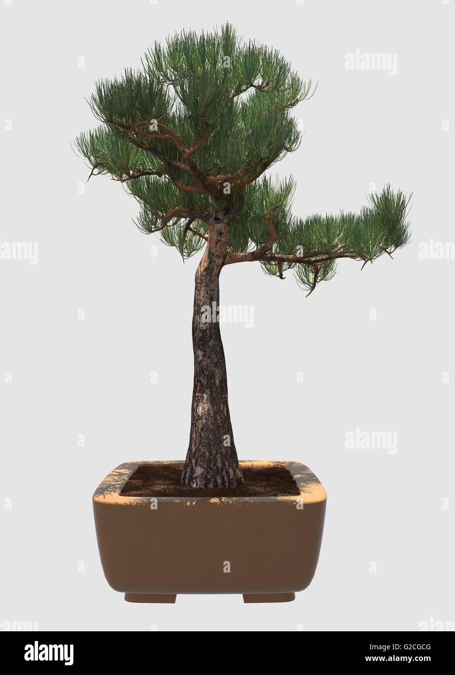 Illustration Bonsai Tree Isolated On White Stock Photo - Alamy