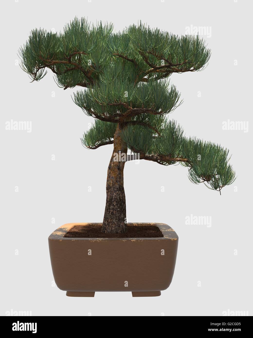 Illustration Bonsai Tree Isolated On White Stock Photo - Alamy