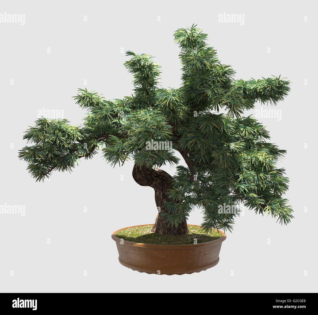 Illustration Bonsai Tree Isolated On White Stock Photo - Alamy