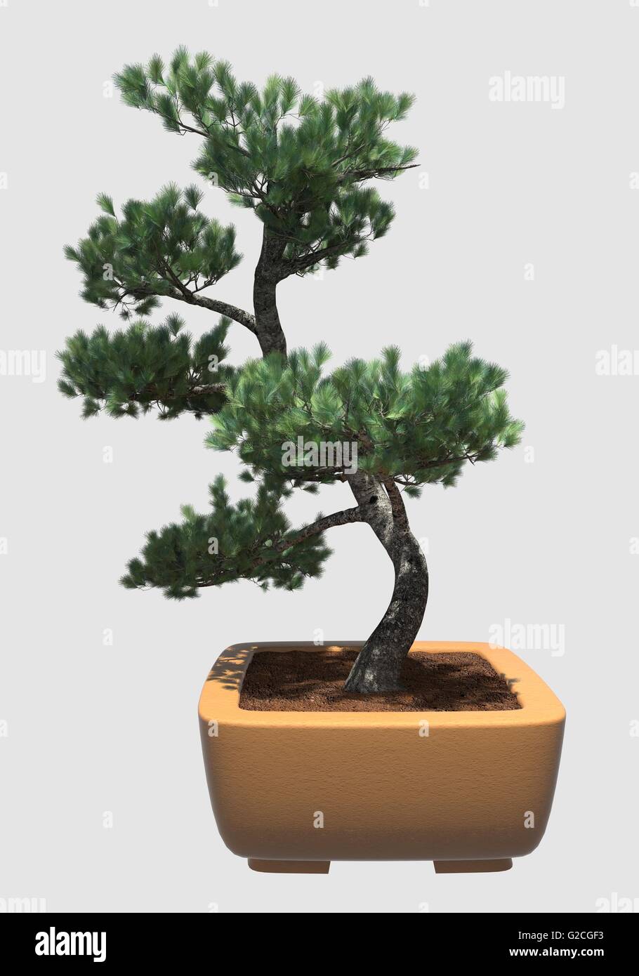 Illustration Bonsai Tree Isolated On White Stock Photo - Alamy