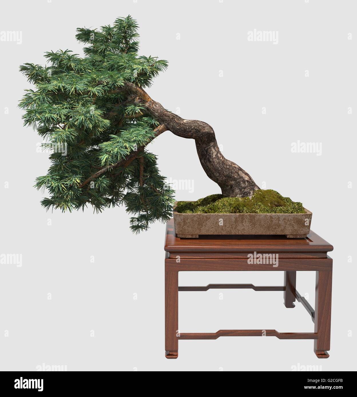 Illustration Bonsai Tree Isolated On White Stock Photo - Alamy