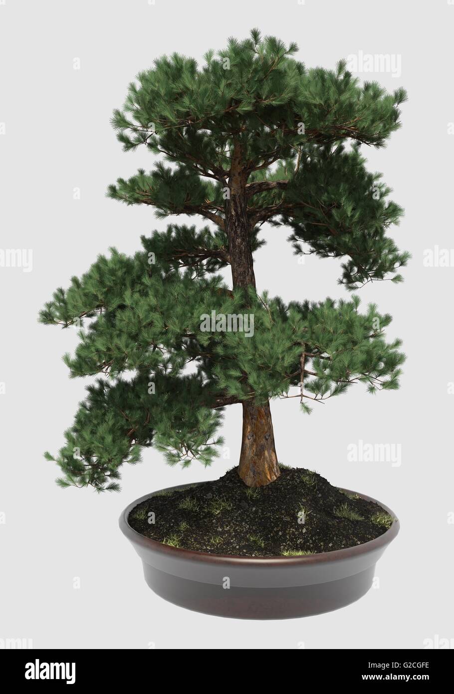 Illustration Bonsai Tree Isolated On White Stock Photo - Alamy