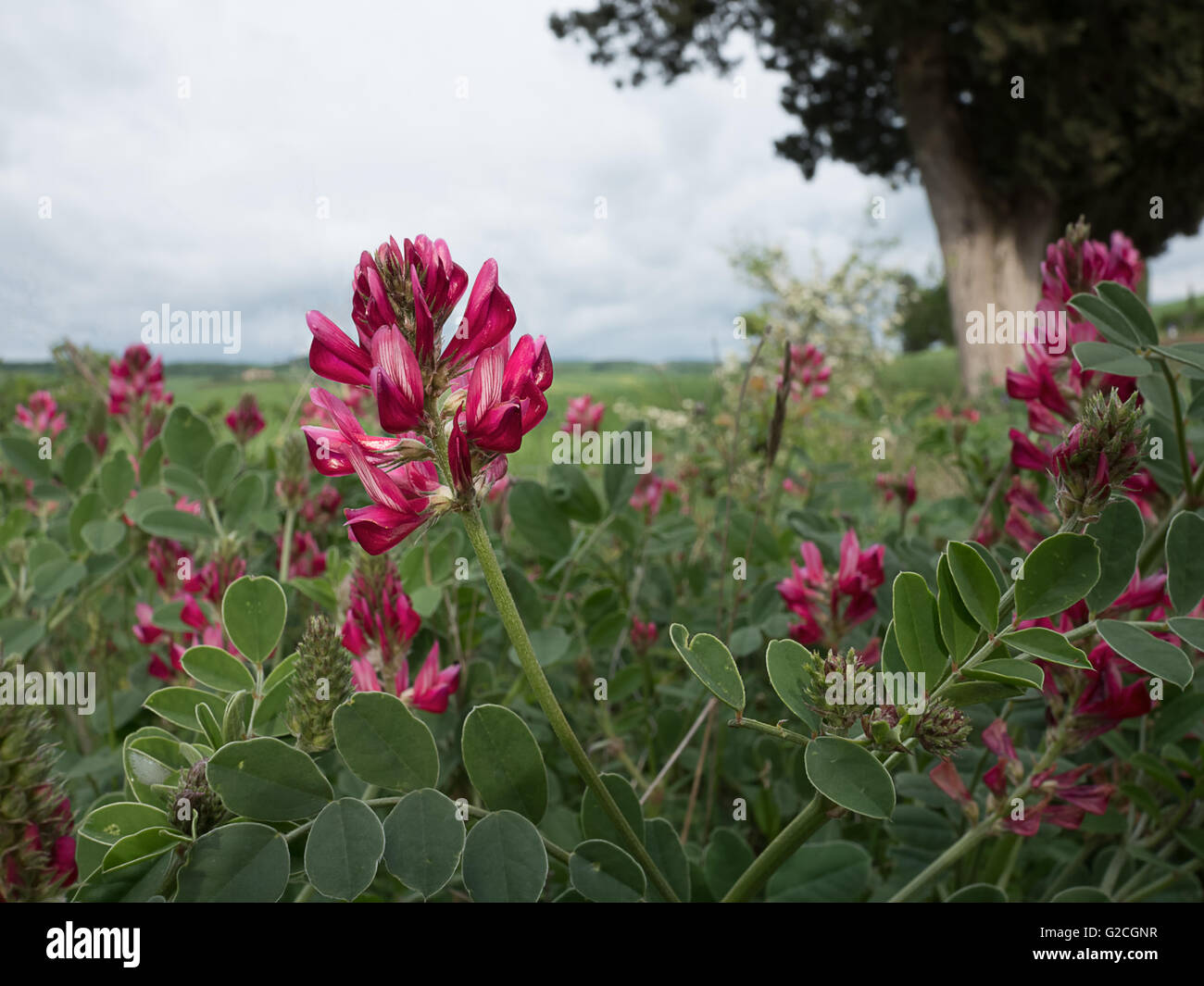 Italian sainfoin in bloom in Tuscan landscape Stock Photo