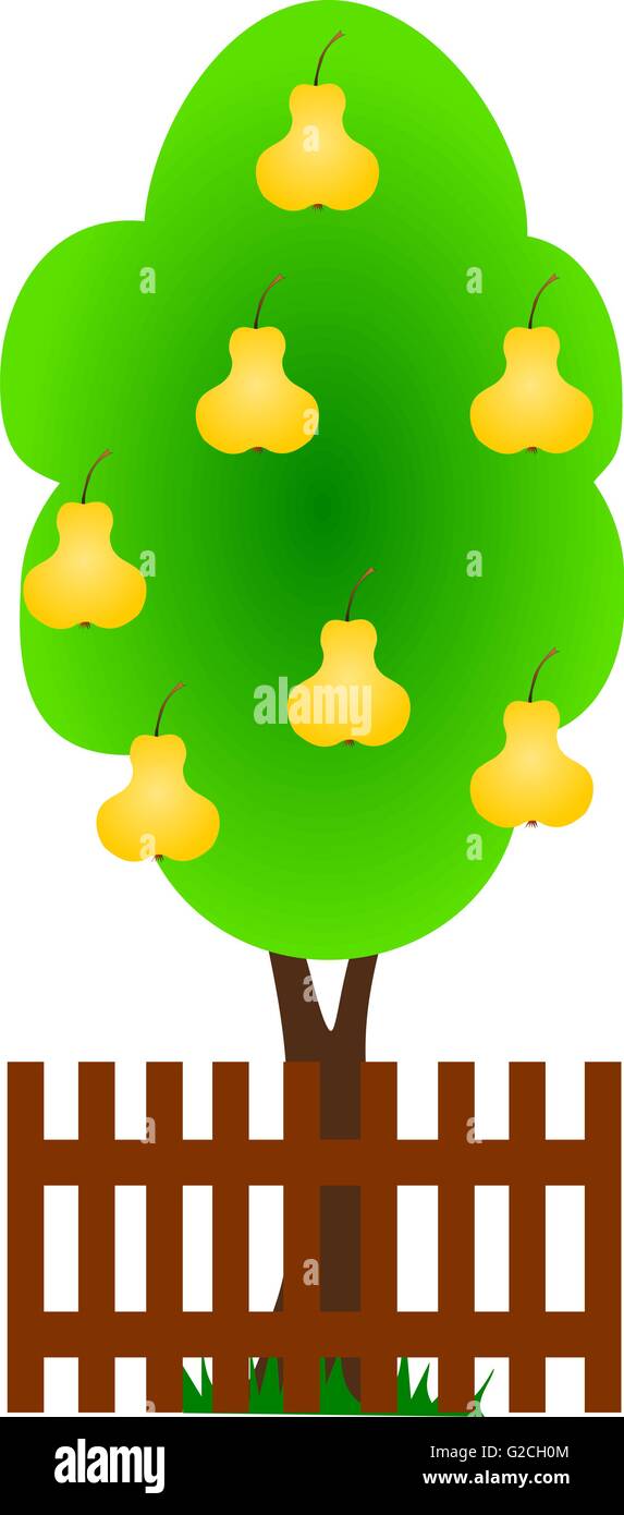 Pear tree ripe fruits Stock Vector Images - Alamy