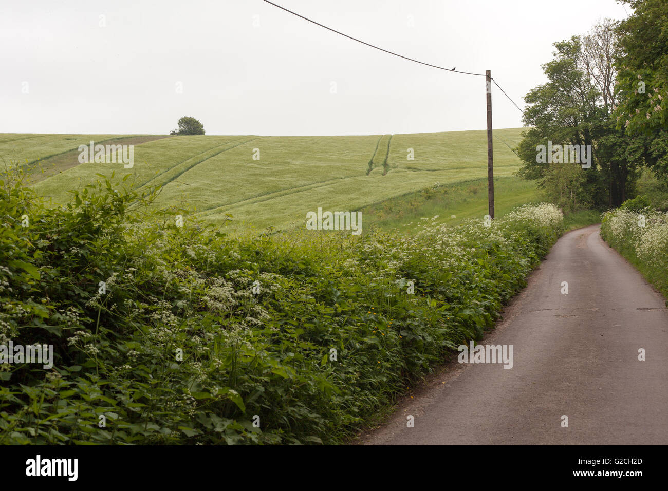 A country road with fields and hedges. Stock Photo