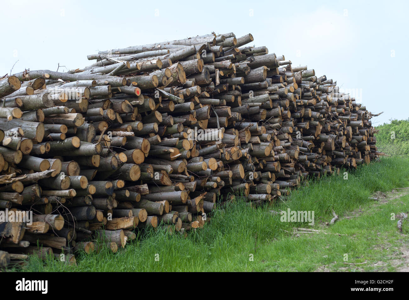 A pile of logs. Stock Photo