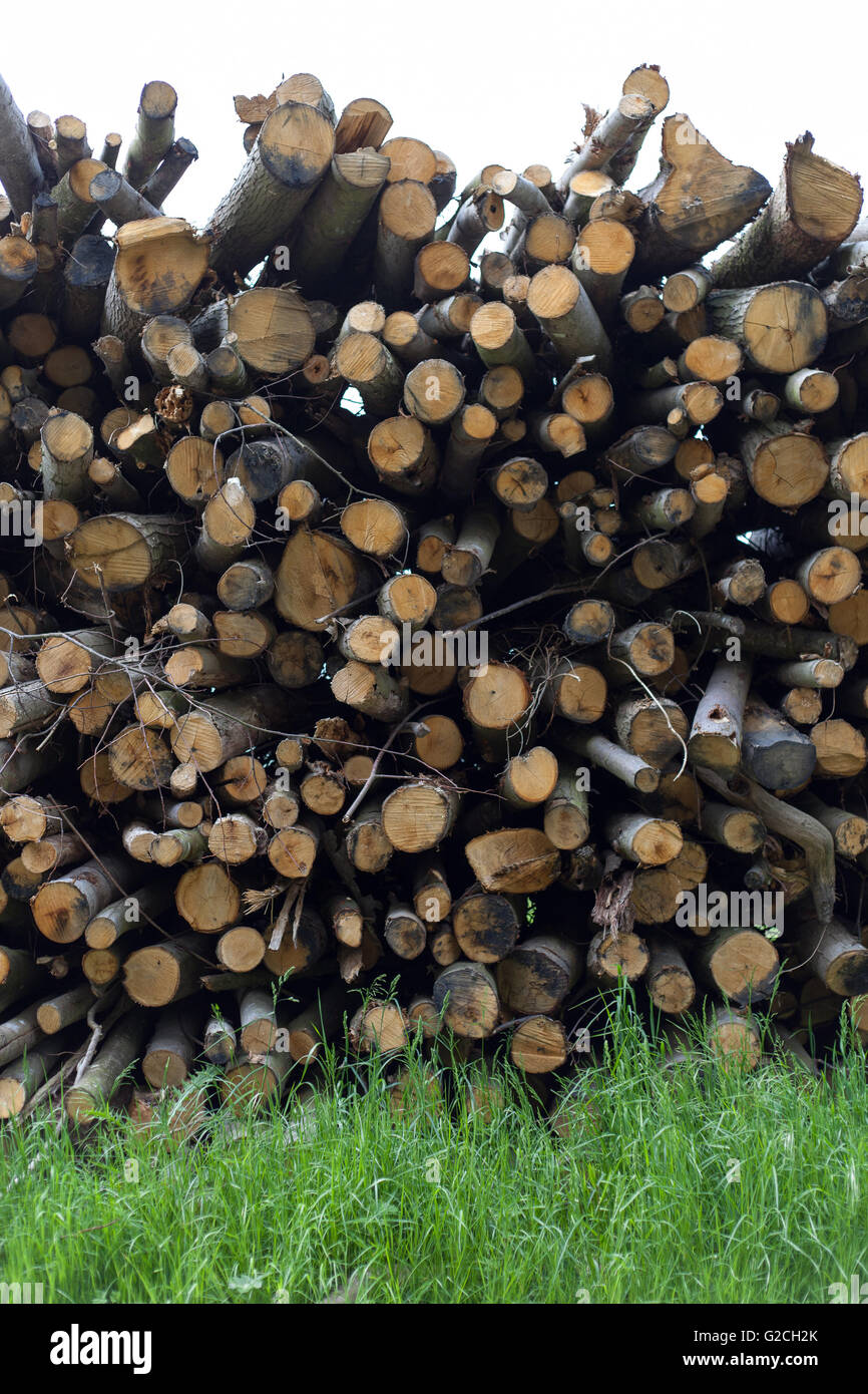 A pile of logs. Stock Photo