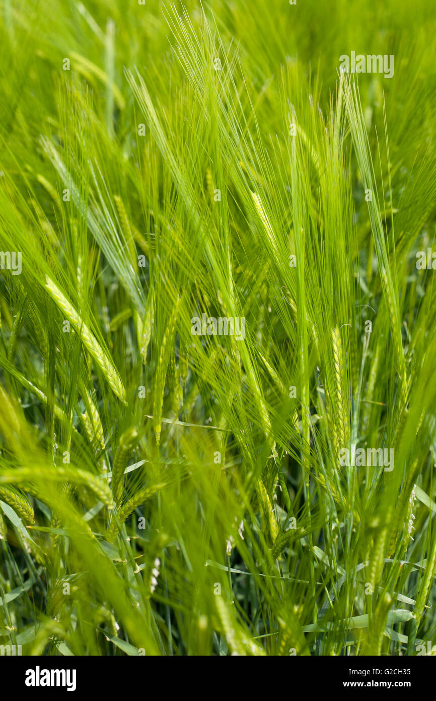 Field of green wheat near Chilham, Kent, England. Stock Photo