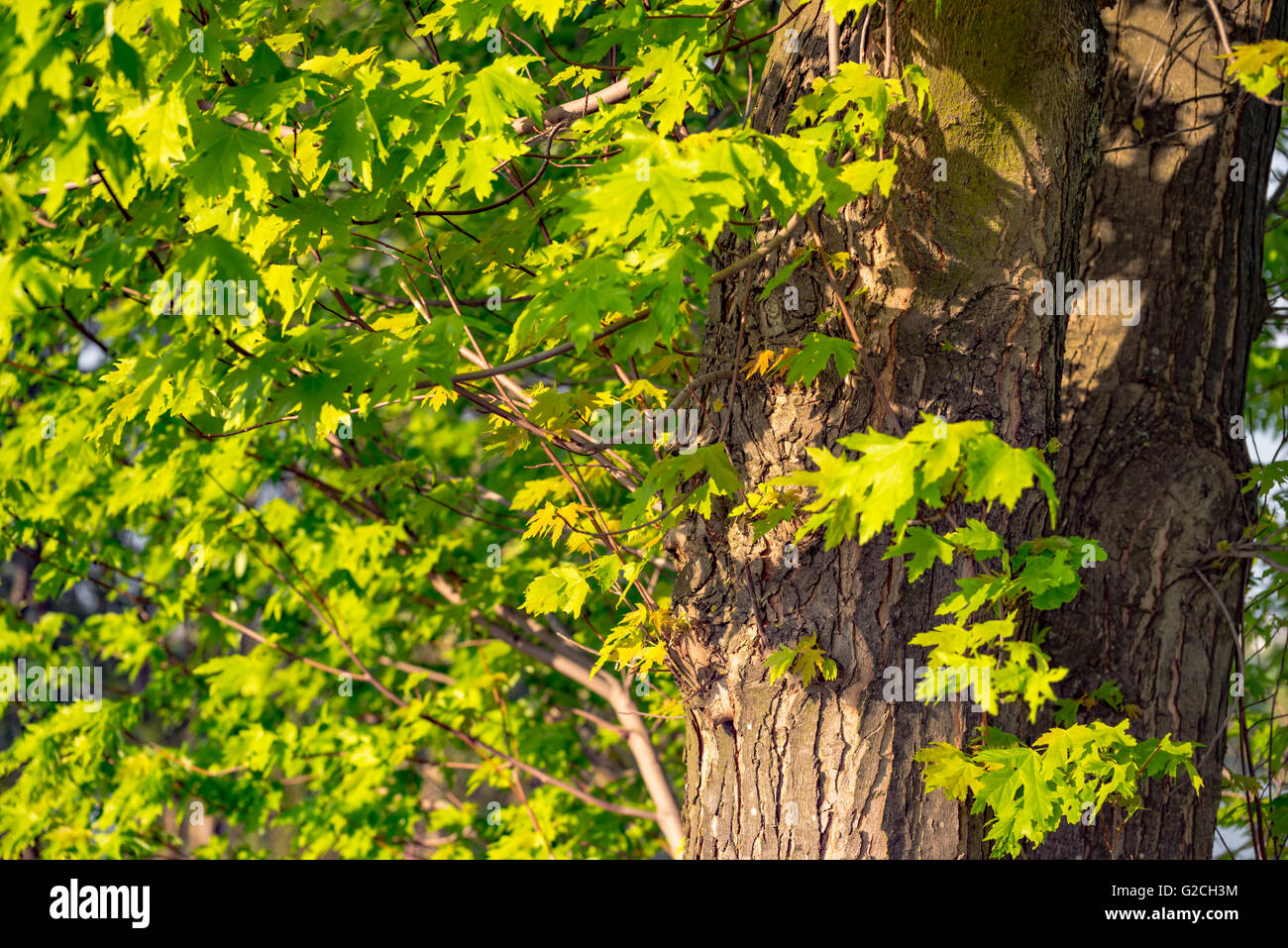 green forest trees backgrounds Stock Photo - Alamy