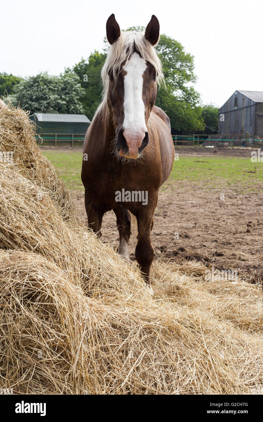 Horse eating hay. Stock Photo