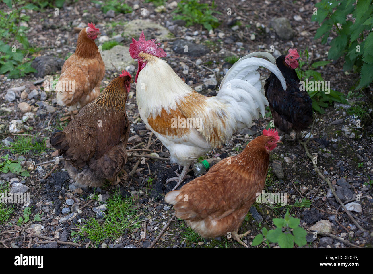 Rooster and hens. Stock Photo