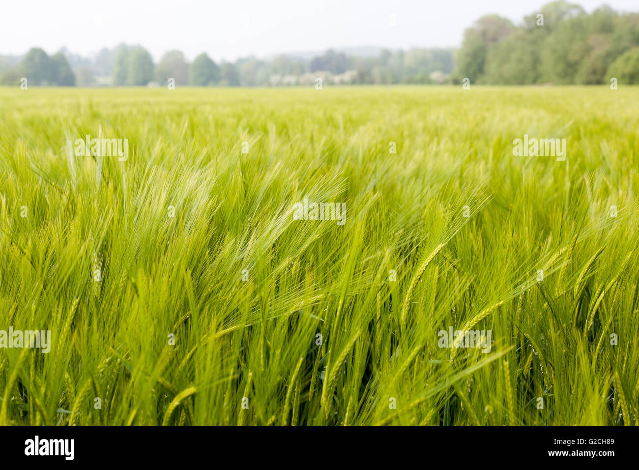 Field of green wheat near Chilham, Kent, England. Stock Photo