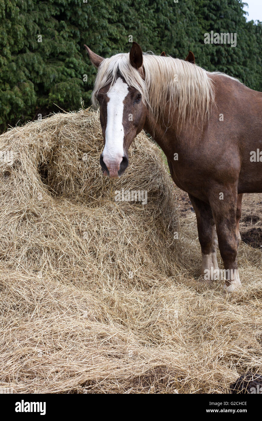 Horse eating hay. Stock Photo