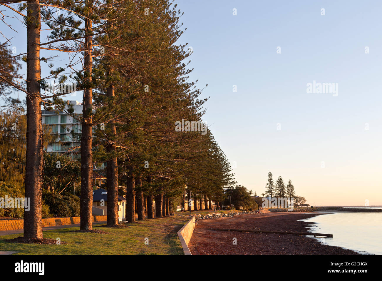 The warm colours of the sunrise over the pine trees of the foreshore Redcliffe, Australia Stock Photo